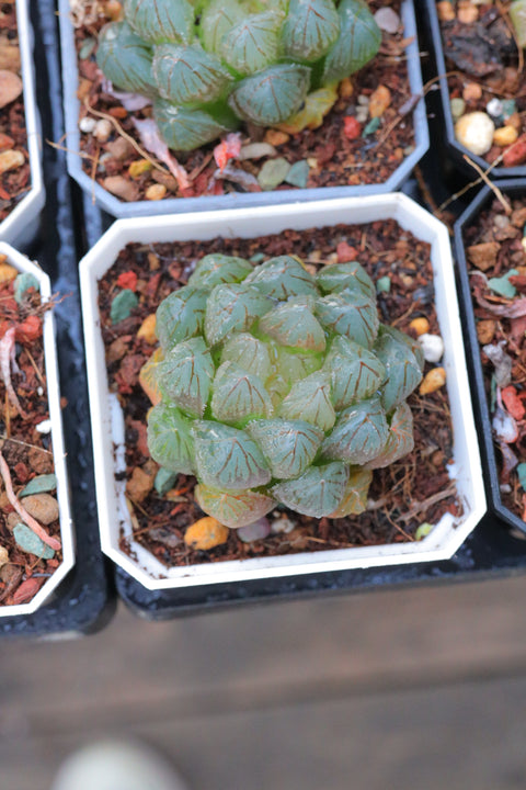 Haworthia 'Dragon Claw' 龙爪玉露