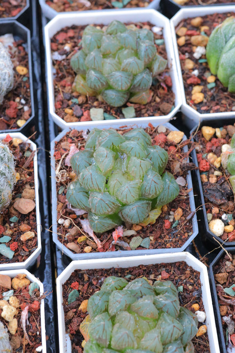 Haworthia 'Dragon Claw' 龙爪玉露