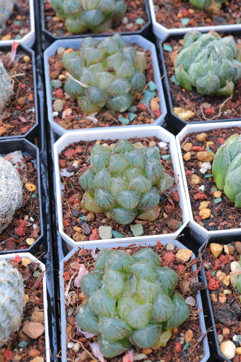 Haworthia 'Dragon Claw' 龙爪玉露