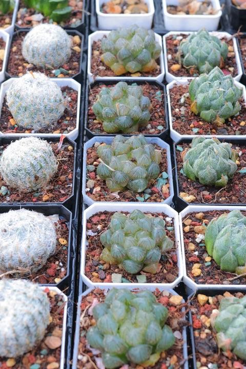 Haworthia 'Dragon Claw' 龙爪玉露
