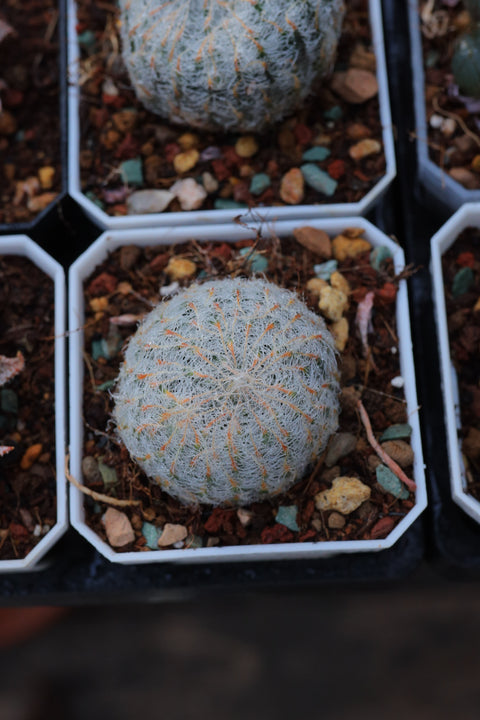 Haworthia candida Ladismith 钢丝球 原始种玉露