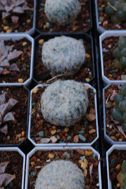 Haworthia candida Ladismith 钢丝球 原始种玉露