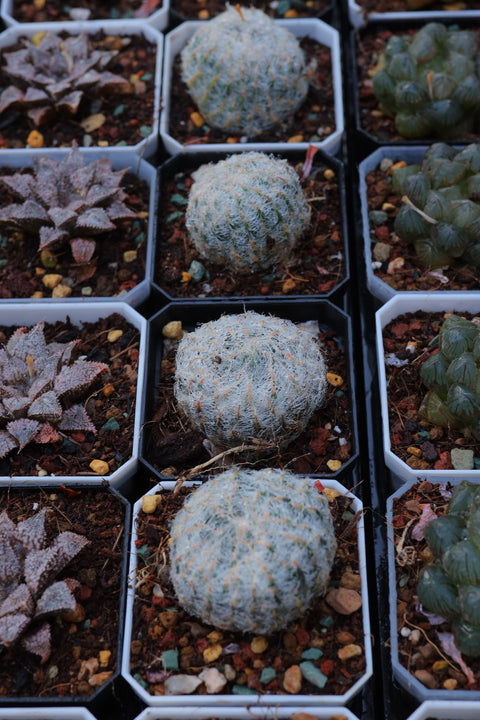 Haworthia candida Ladismith 钢丝球 原始种玉露