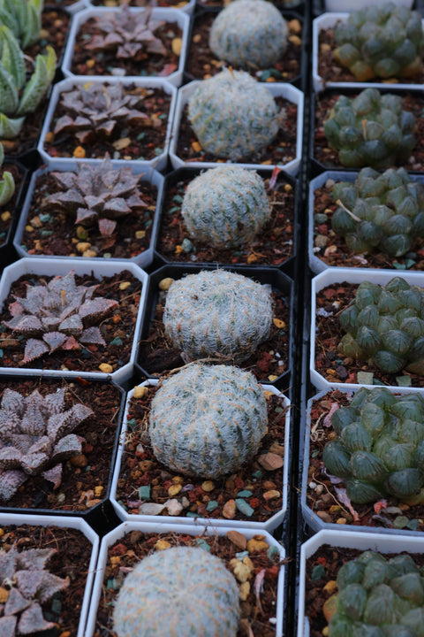 Haworthia candida Ladismith 钢丝球 原始种玉露