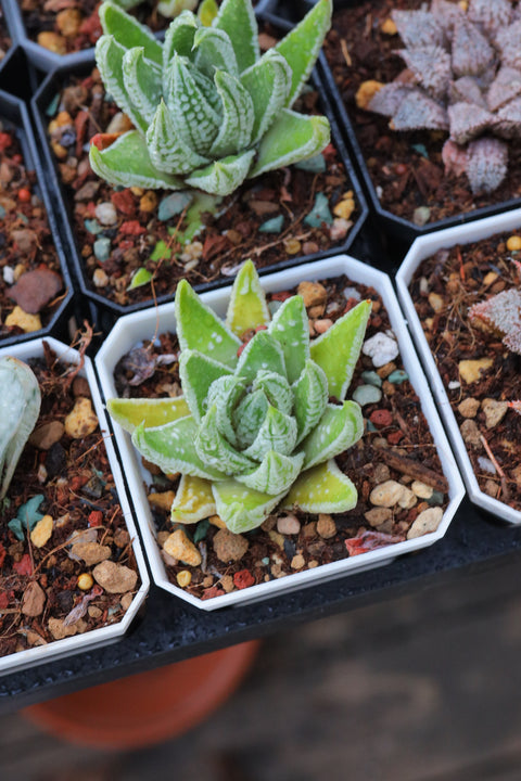 Haworthia kingiana 皇帝