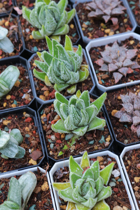 Haworthia kingiana 皇帝