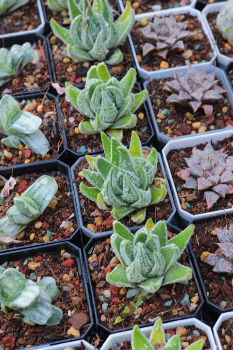 Haworthia kingiana 皇帝