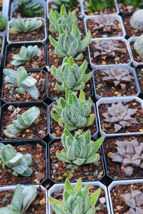 Haworthia kingiana 皇帝