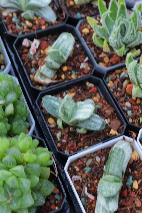 Haworthia Gasteria 'Salad Cream' 奶油子宝锦 硬叶玉露
