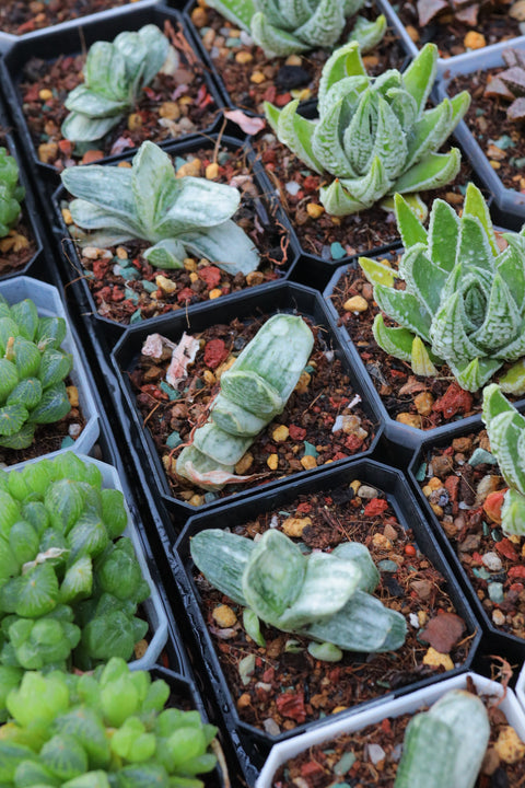 Haworthia Gasteria 'Salad Cream' 奶油子宝锦 硬叶玉露