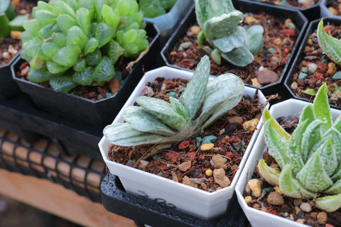 Haworthia Gasteria 'Salad Cream' 奶油子宝锦 硬叶玉露