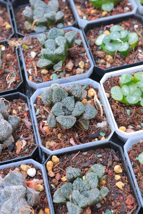 Haworthia 'Mordor' 摩多寿
