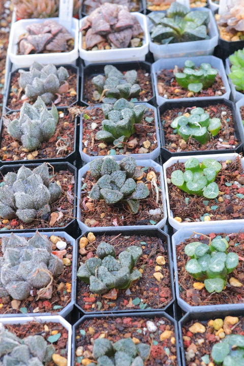 Haworthia 'Mordor' 摩多寿