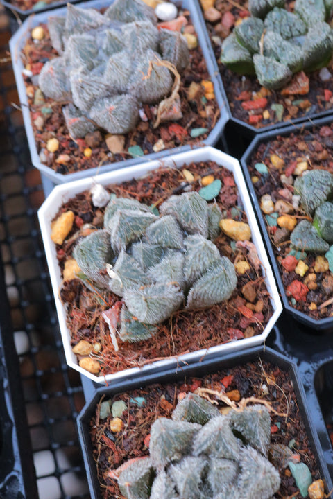 Haworthia cooperi 'MURASAKI EMAK' 紫绘卷玉露