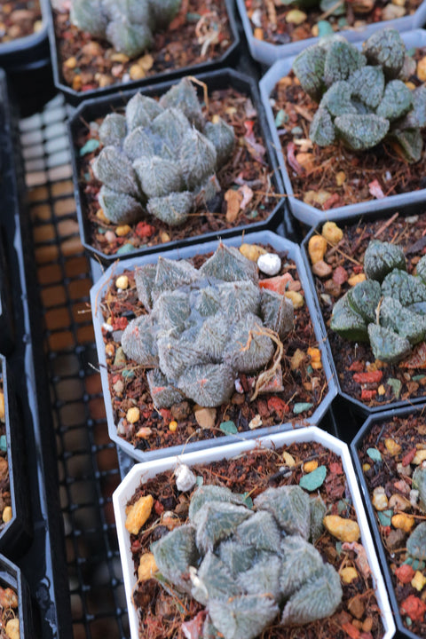 Haworthia cooperi 'MURASAKI EMAK' 紫绘卷玉露