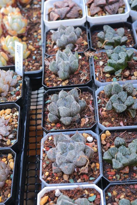 Haworthia cooperi 'MURASAKI EMAK' 紫绘卷玉露