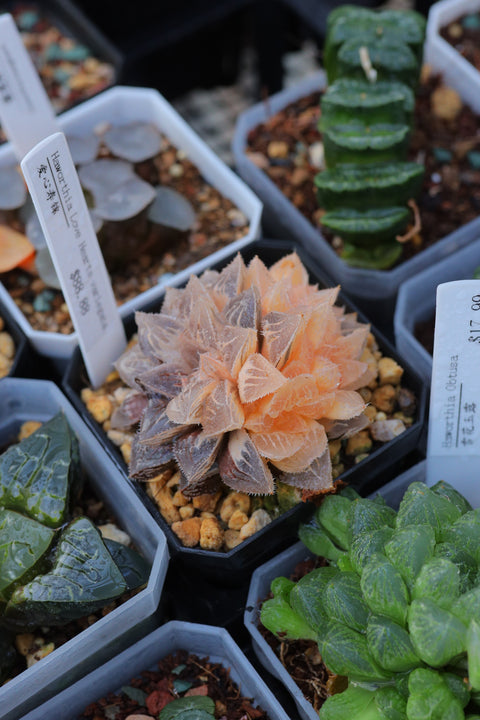 Haworthia ‘Love Hearts’ variegata 爱心寿锦