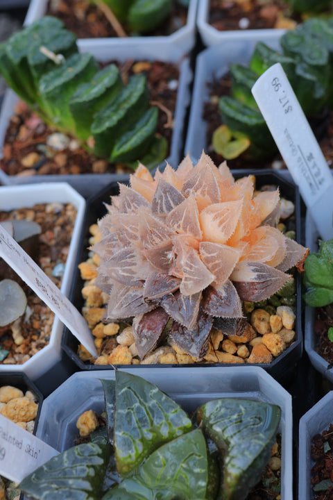 Haworthia ‘Love Hearts’ variegata 爱心寿锦