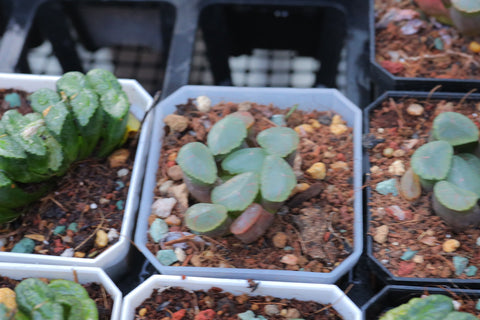 Haworthia maughanii "Red Moon" 红月亮