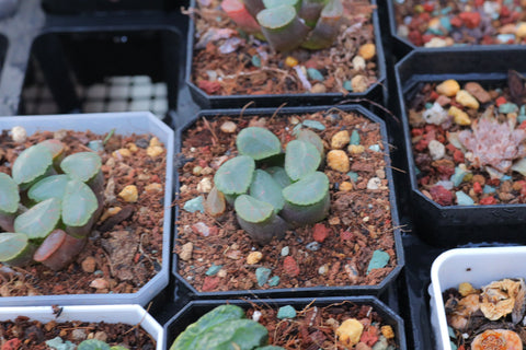 Haworthia maughanii "Red Moon" 红月亮