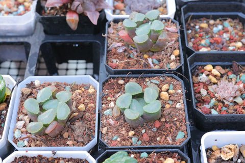 Haworthia maughanii "Red Moon" 红月亮