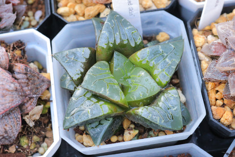 Haworthia Comptoniana 'Painted Skin' 画皮寿