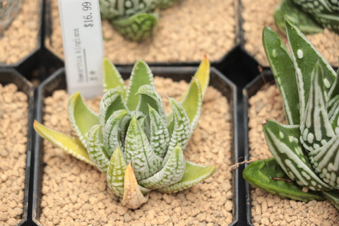 Haworthia kingiana 皇帝