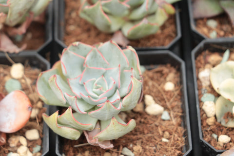 Echeveria strictiflora var. nova 剑司诺瓦