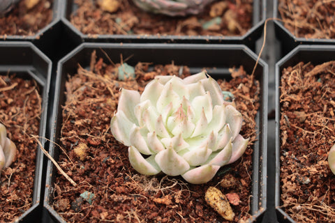 Echeveria 'Margaret‘ variegated 玛格丽特锦