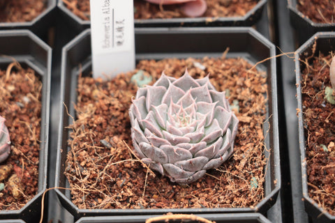 Echeveria Alba 'Eyelash' 睫毛精灵