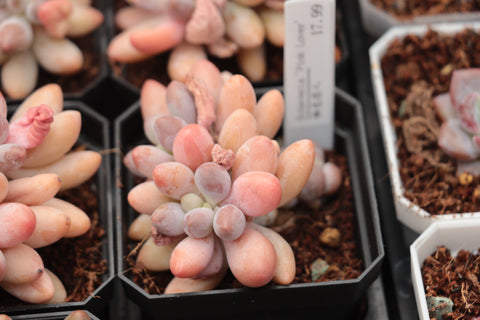 Pachyphytum 'Pink Lover' 粉色恋人