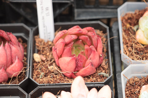 Echeveria agavoides 'Frank Reinelt' 弗兰克