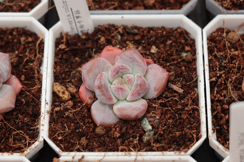 Echeveria colorata f. Tapalpa 原始卡罗拉