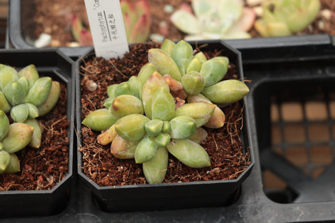 Pachyphytum 'Compactum' 千代田之松