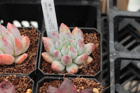 Pachyveria 'Angel's Finger' 所罗门
