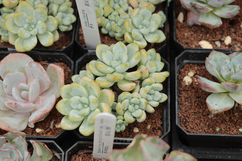 Sedum clavatum 劳尔