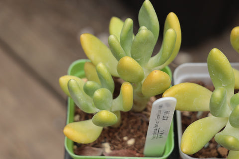 Pachyphytum Doctor Cornelius var. 金蝉美人