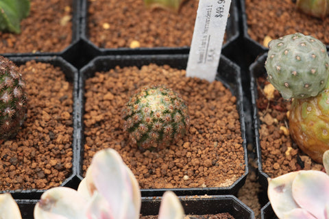 Mammillaria hernandezii 克氏丸
