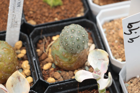 Tephrocactus geometricus 习志野