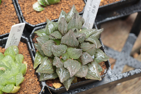Haworthia magnifica v. atrofusca 西瓜寿