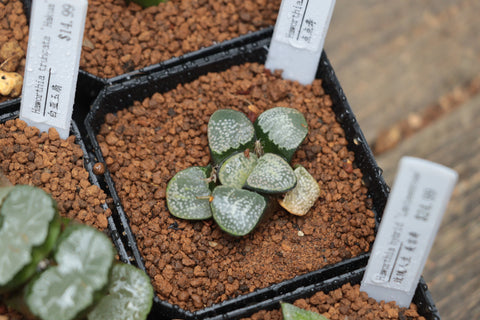 Haworthia. groenewaldii 点点寿