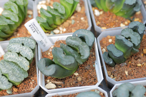 Haworthia truncata ‘Titan’ 泰坦玉扇