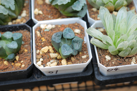 Haworthia Maughanii 'Fossil' 龙纹万象