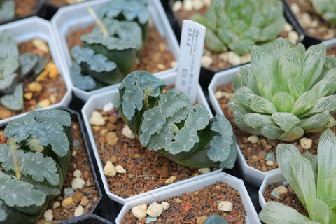 Haworthia truncata ‘White Bear’ 白熊玉扇