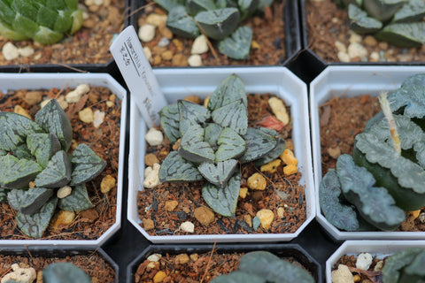 Haworthia 'Kyounokoi' 京之念