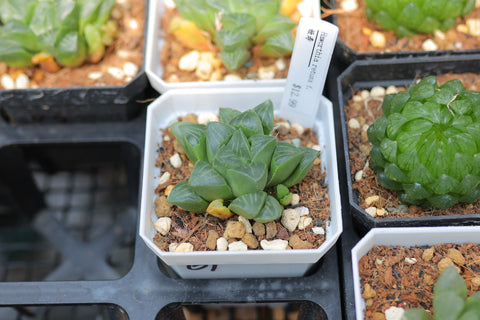 Haworthia retusa f. 姬寿