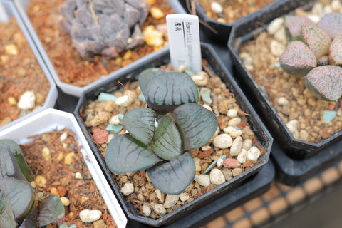 Haworthia springbokvlakensis 魔戒