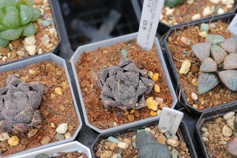 Haworthia Kegani×Haworthia Cooperi Var. Venusta 狼蛛玉露
