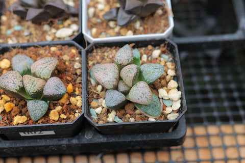 Haworthia Cooperi Venusta 白泽玉露