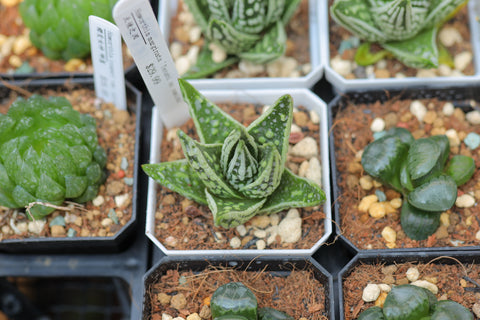 Haworthia marginata 'Tenshi no namida' 天使之泪